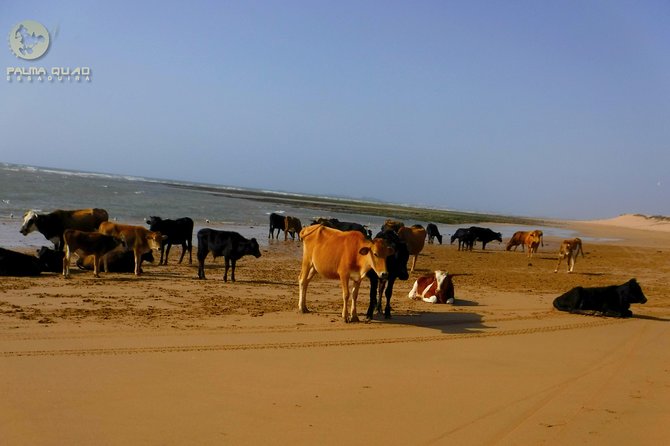 Big dunes and atlantic coast tour 2 HOURS - Oued Ksob and the Sultan’s Palace ruins