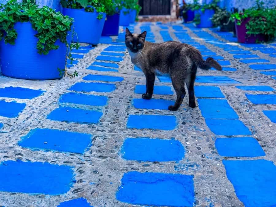 Blue City magic: Affordable Day Trip from Fez to Chefchaouen - Key points before you book
