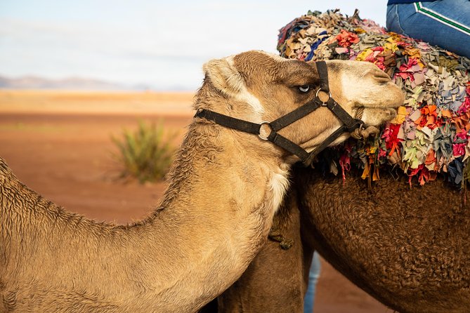 Camel and Quad Biking Tour from Marrakech - Guides, group size, and the feel of the day