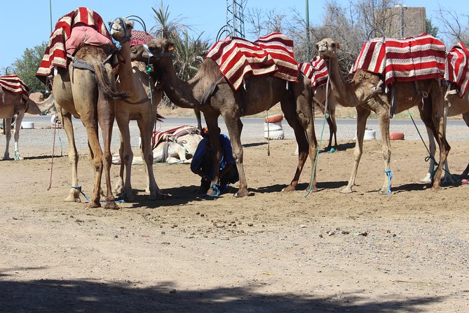 Camel Ride in the Palmeraie of Marrakech - Leaving Marrakech for the Palmeraie