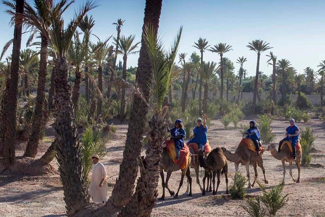 Camel Ride in the Palmeraie of Marrakech - A small group makes the outing easier