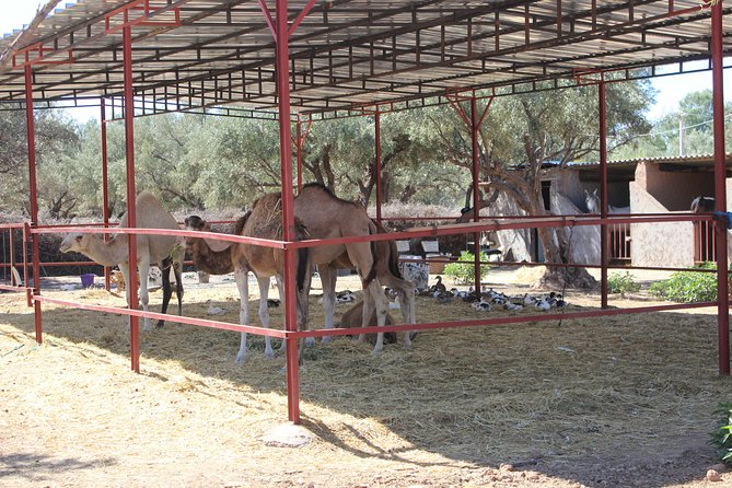 Camel Ride in the Palmeraie of Marrakech - What the $29.07 price really covers