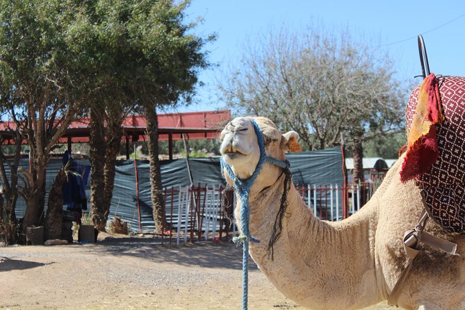 Camel Ride in the Palmeraie of Marrakech - Who will enjoy this Marrakech camel ride?