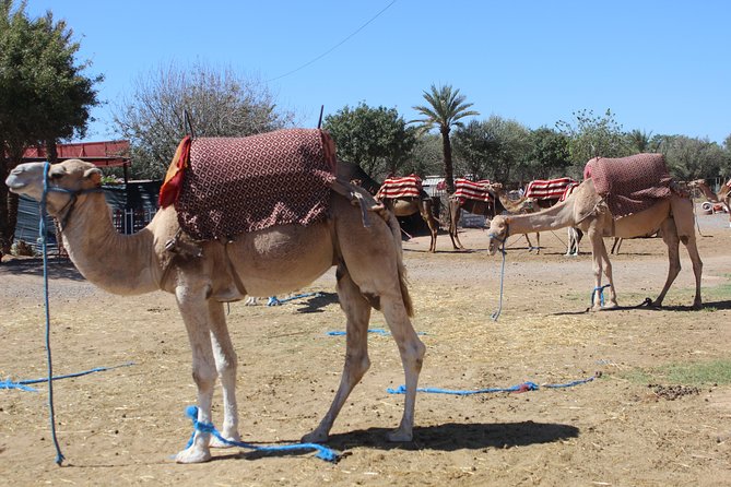 Camel Ride in the Palmeraie of Marrakech - Timing, weather, and cancellation details