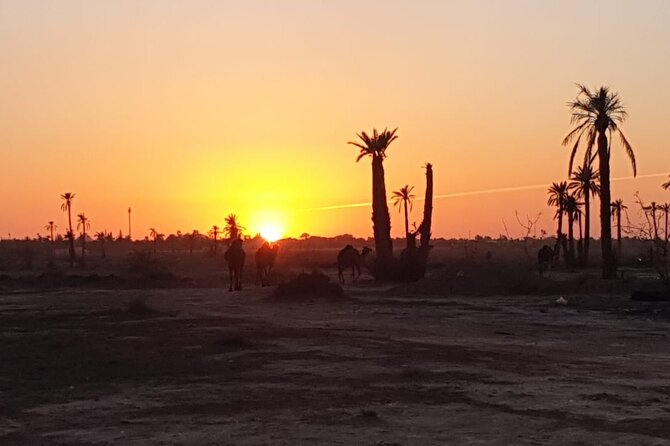 Camel ride Marrakech - Palms, villas, and the sunset hour