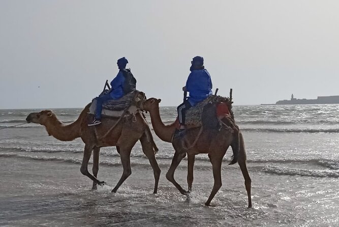 Camel ride or quad bike ride.. pick up, drop off. including - Starting at Ocean Vagabond on Boulevard Mohammed VI
