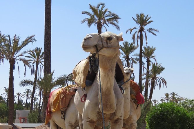 Camel Ride & Quad Biking Half Day in Marrakech - Is $46.53 good value?