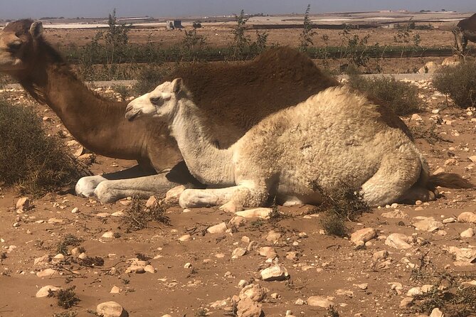 Camel Riding Agadir - From Agadir pickup to the eucalyptus forest