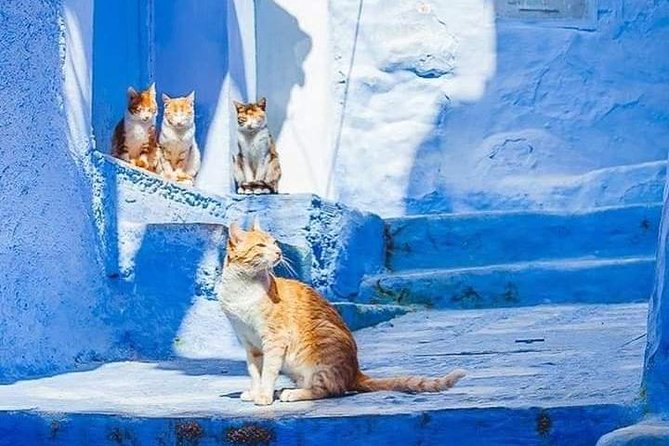 Chefchaouen Day Trip! The Blue Pearl - How much value do you get for $45.68?