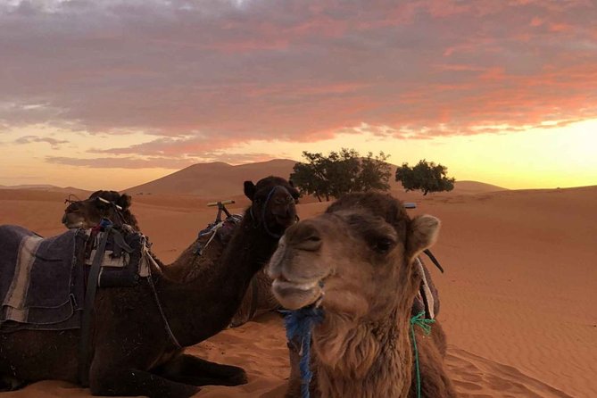 Combined Tour: Atlas Mountains Trek and Sahara Desert 5 days Tour - What this five-day route gets right