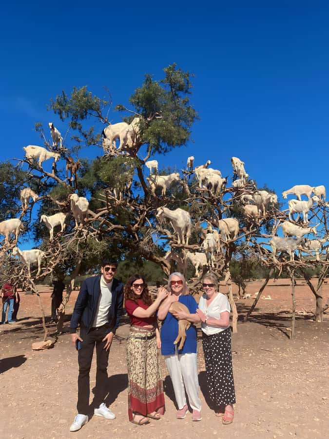 Day trip to Essaouira - The goat trees, with an important warning
