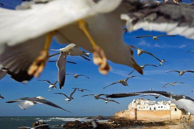 Day trip to Essaouira the portuguese town from Agadir or Taghazout - Walking the Scala and sea bastion