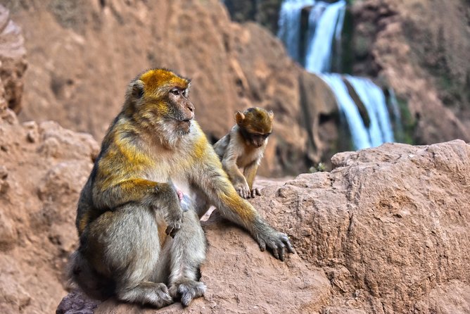 Day Trip to Ouzoud WaterFalls from Marrakech: Shared - Getting close to the water at the base