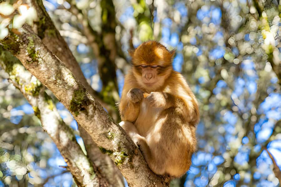 Day Trip To Ouzoud Waterfalls (Guide Hik & Boat option) - Monkeys, photos, and responsible feeding