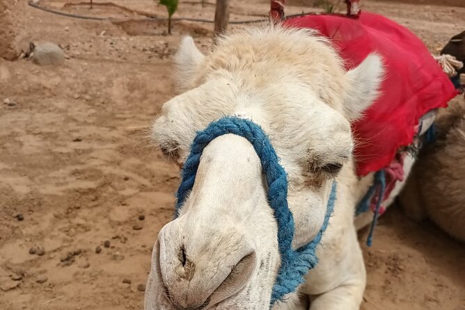 Desert Agafay and Atlas Mountains Day Tour & Camel ride From Marrakech - Why this Marrakech day trip packs in so much