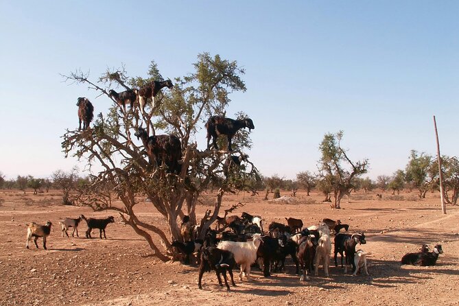 Desert Trip Merzouga Erg Chebbi 6 Days From Agadir via Marrakech - What this six-day route really offers