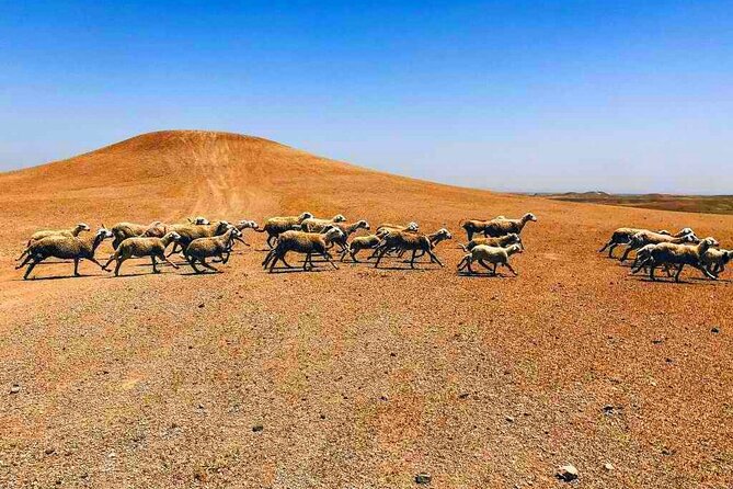 Dinner at Sunset & Camel ride in Marrakech desert Agafa - Berber culture, valleys, and what is actually included