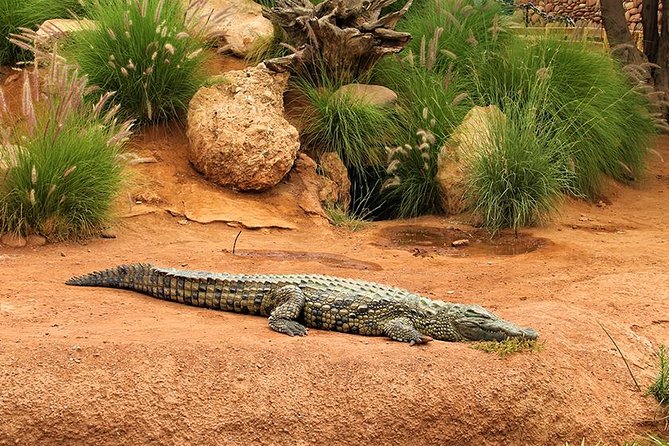 Effortless Agadir Crocoparc Ticket and Transfer Service - Watching 300 crocodiles bask and bathe