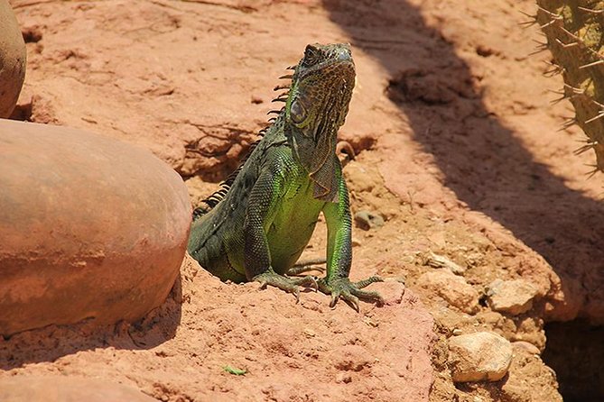 Effortless Agadir Crocoparc Ticket and Transfer Service - Why families get the most from this outing