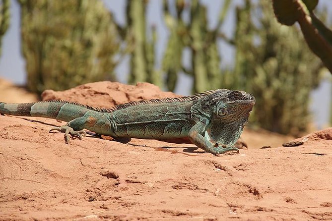Effortless Agadir Crocoparc Ticket and Transfer Service - How the three-hour schedule works