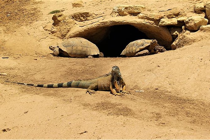 Effortless Agadir Crocoparc Ticket and Transfer Service - The crocodile-mouth entrance starts the visit