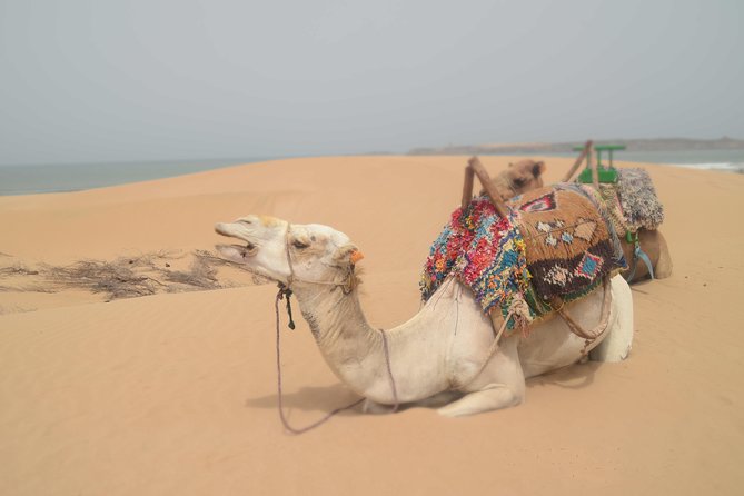 Essaouira 2-Hour Camel Adventure Ride - The Portuguese borj and Dar Soltane ruins