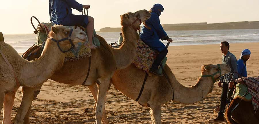 Essaouira: 2-Hour Camel Ride - Meeting the camels and judging animal care
