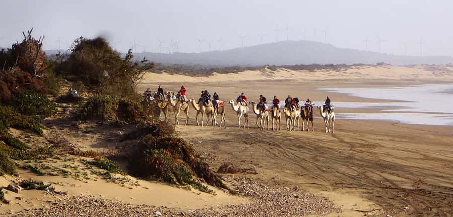 Essaouira: 2-Hour Camel Ride - How much is $47 worth?