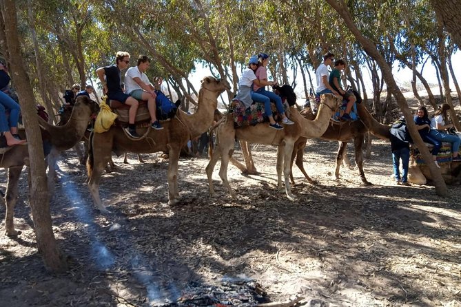 Essaouira Activities: Discover Essaouira by Quad - Crossing dunes and comparing the scenery