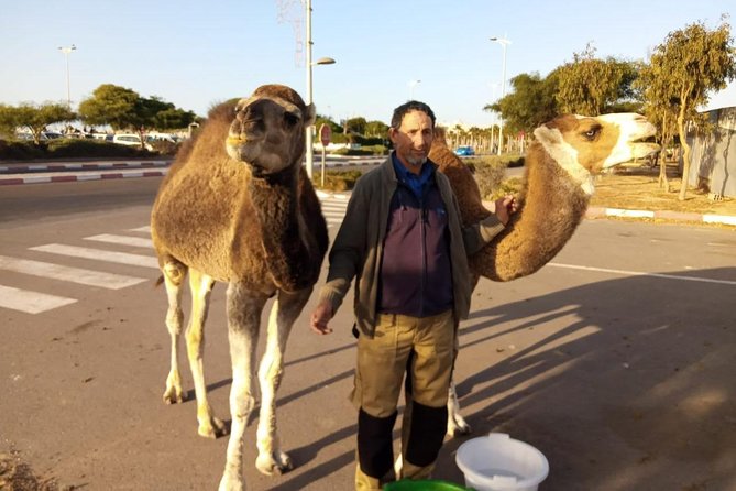 Essaouira Activities: Discover Essaouira by Quad - Picking the best time of day