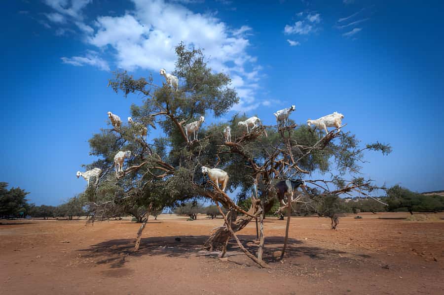 Essaouira Day Trip from Agadir - Why Essaouira is worth a full day from Agadir