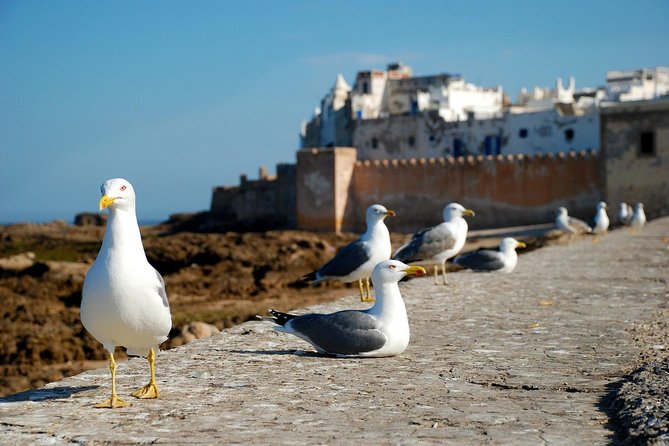 Essaouira Day Trip From Marrakech Including Surf Training - Guides, Staff, and Day-to-Day Organization