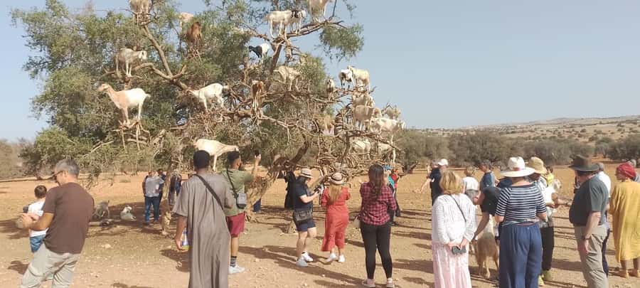 Essaouira Day Trip from Marrakech _ medina, old port - The 8:00 a.m. departure and road west