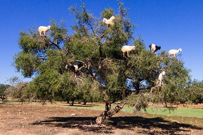 Essaouira Full-Day Excursion from Marrakech - The argan oil cooperative stop