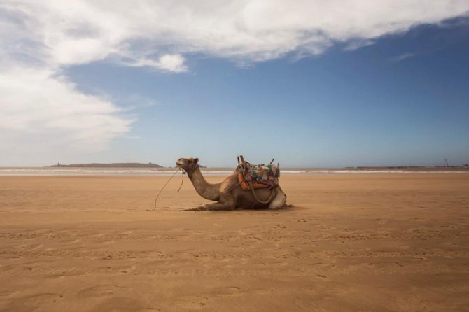 Essaouira Full Day Trip - The argan-oil cooperative near the coast