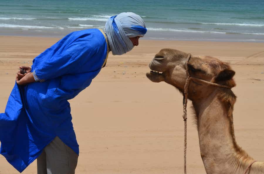 Essaouira: One Hour Dromedary Ride - Key points to know before you ride
