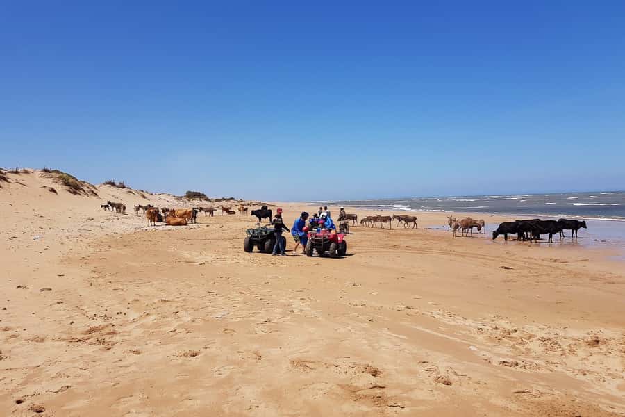 Essaouira P3: Quad tour forest beach dunes (free transfer) - How the guides shape the experience