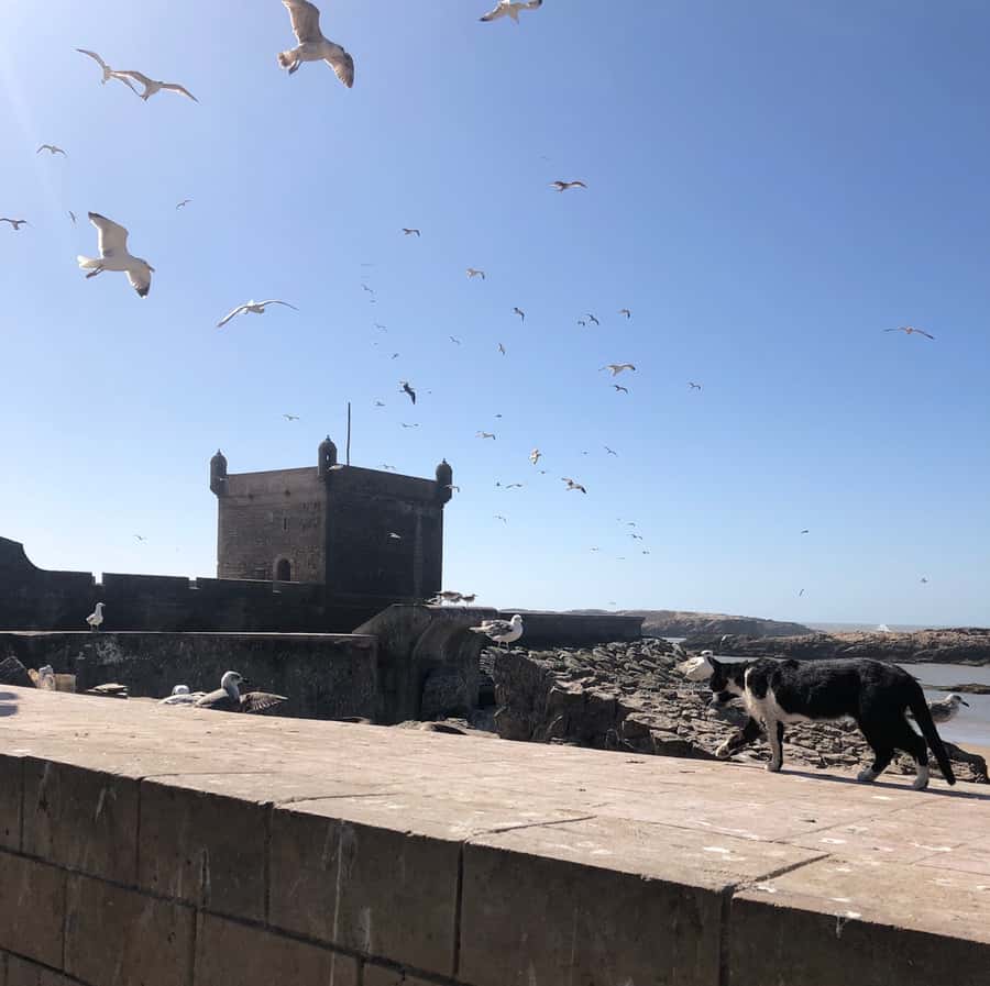Essaouira: Private City Tour - A Moroccan tea stop in the main square