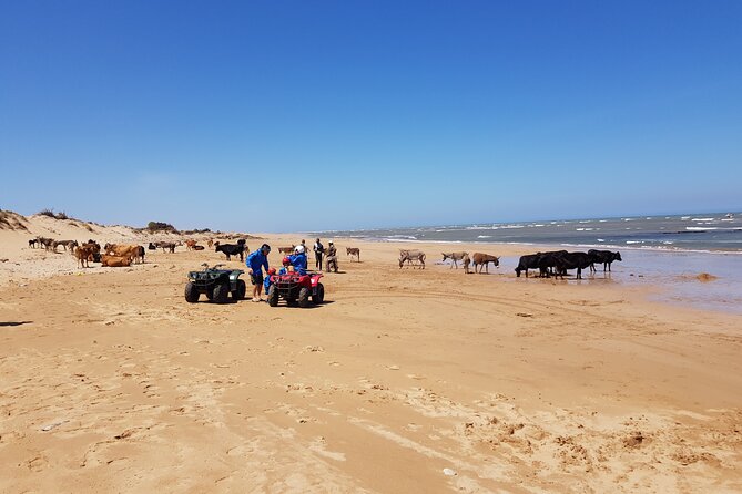 Essaouira: Quad ride / family & friends (free transfer) - Argan trees and the road to Sidi Kaouki