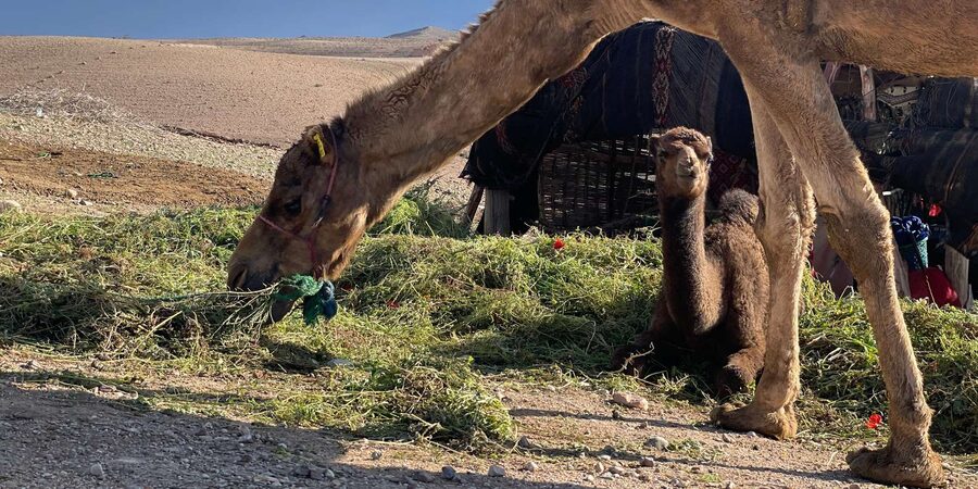 Evening Marrakech: Agafay Desert Quad , Camel & Dinner Shows - Moroccan dinner under the tent