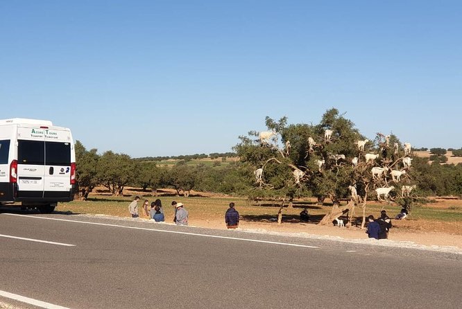 Excursion Essaouira from Marrakech - Afous Argan cooperative and the sales question