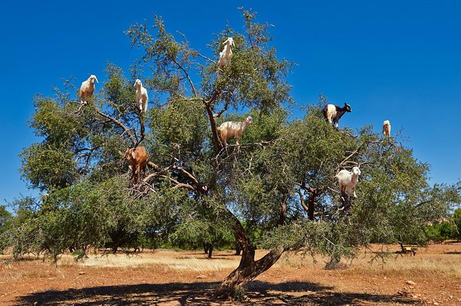 Excursion Essaouira from Marrakech - El Hanchane and the argan tree goats