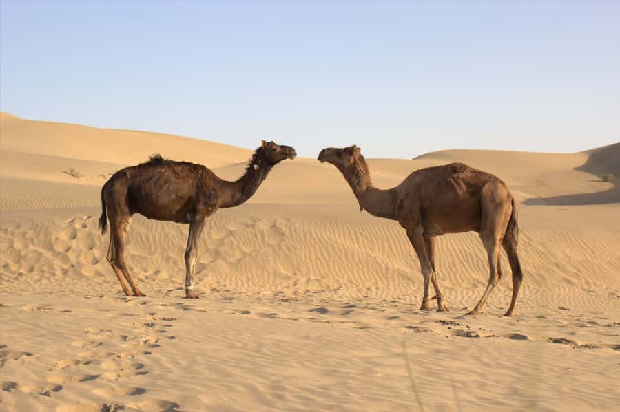 From Agadir: 4×4 Jeep Sahara Desert Tour with Lunch - The Rsmouka mini-Sahara and what to expect there