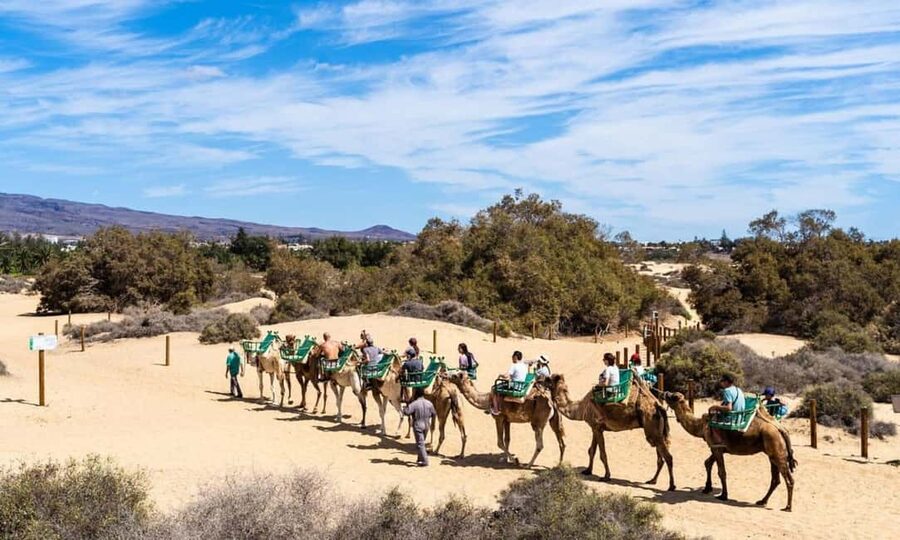 From Agadir: Camel Ride and Flamingo Trek - Five things to know before you book