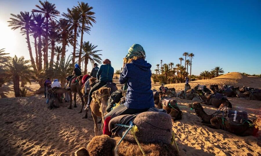From Agadir: Camel Ride and Flamingo Trek - Through the forest toward the Souss River