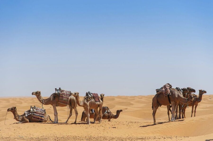 From Agadir: Camel Ride and Flamingo Trek - Flamingos are a bonus, not the main event