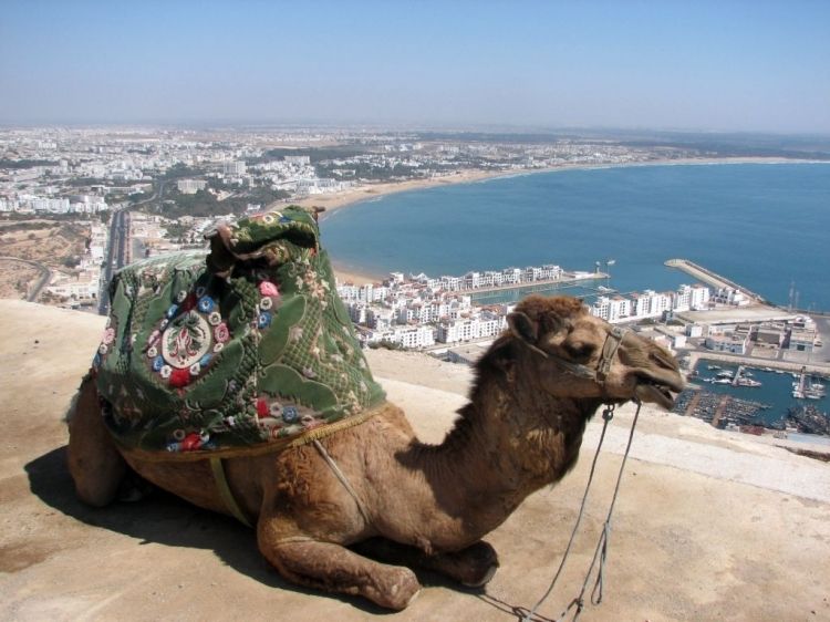 From Agadir: City Tour with Hotel or Port Transfers - Start at the Kasbah and see Agadir from above