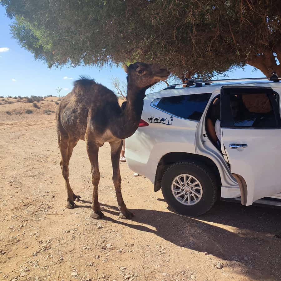 From Agadir: Mini Sahara Day Tour with Lunch - Key points to know before booking