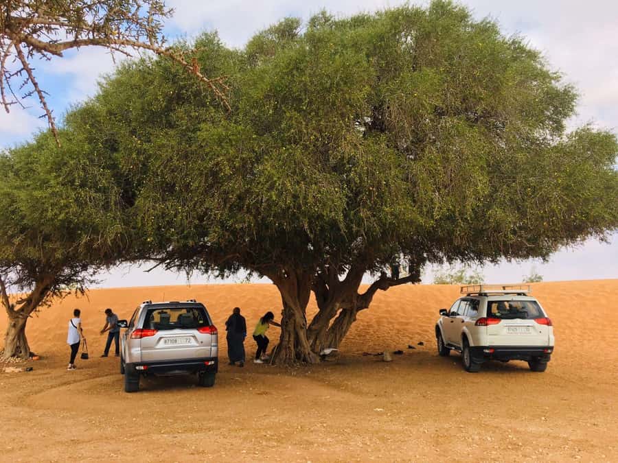 From Agadir: Mini Sahara Day Tour with Lunch - What the $42 price really covers