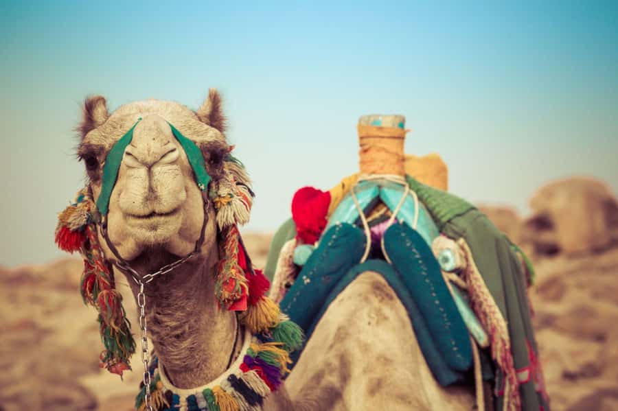 From Agadir or Taghazout: Camel Ride Berber Tour Experience - Is $27 a fair price?